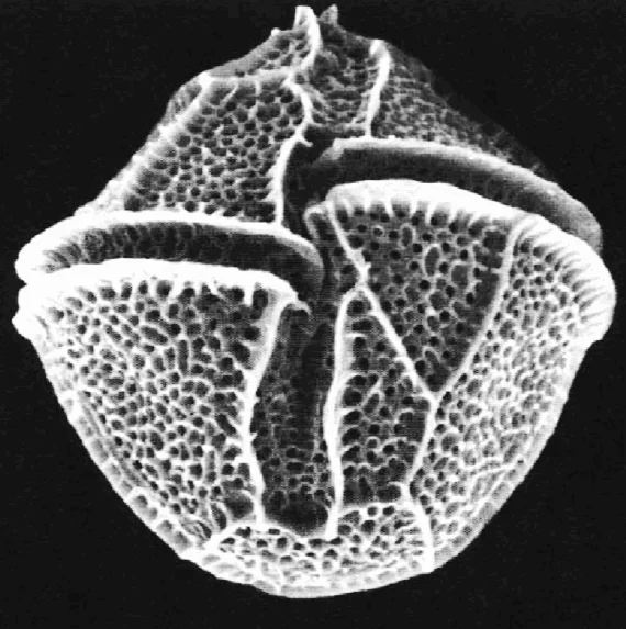 DInoflagellates-Rework-570x573