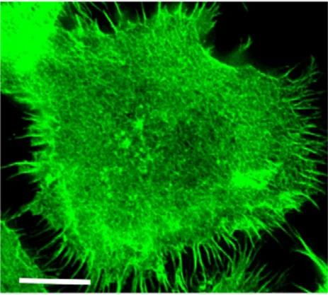NK-cells